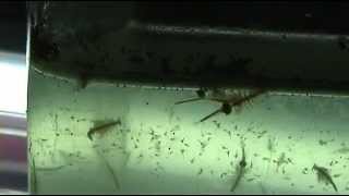 Artemia Salina  (Brine shrimp) adults