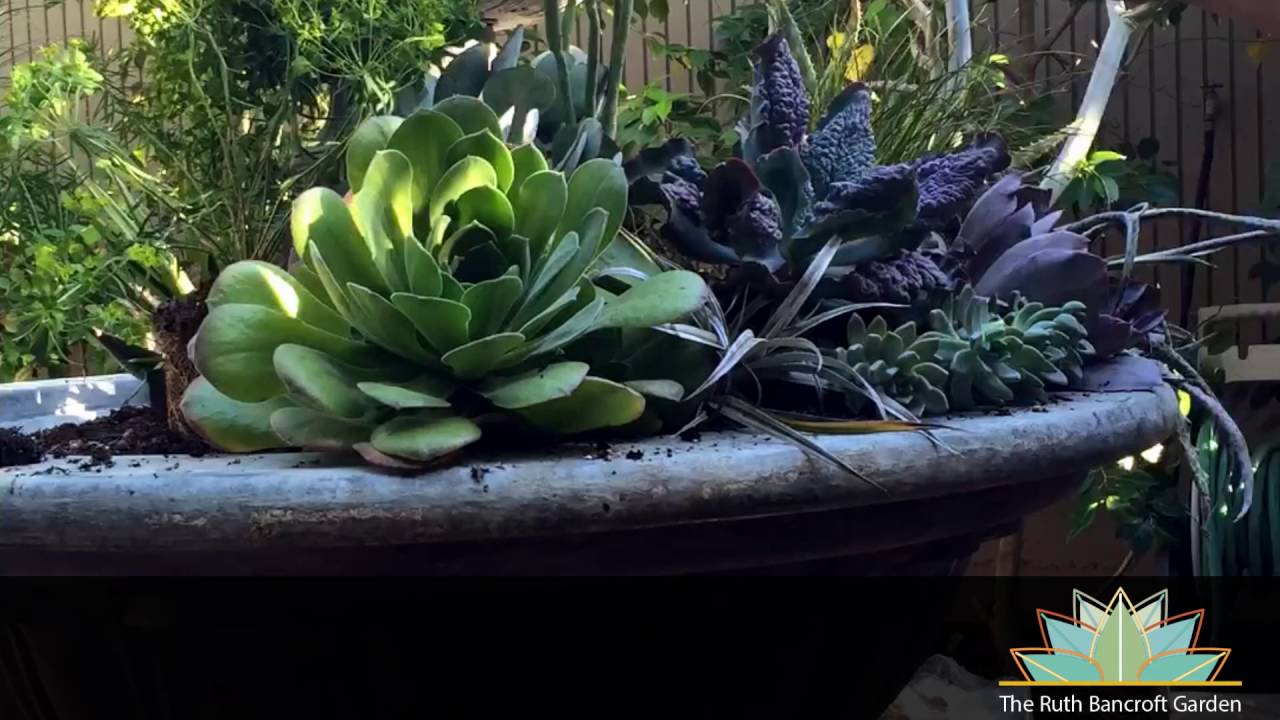 Succulent Fountain By The Ruth Bancroft Garden Youtube