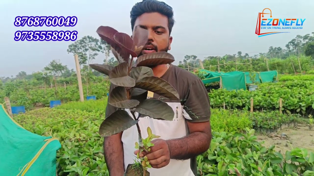 RARE BLACK DIAMOND GUAVA PLANT – NOW AVAILABLE AT LOW COST!