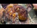 Red Octopus (Octopus rubescens) at Pillar Point pursued by pesterer