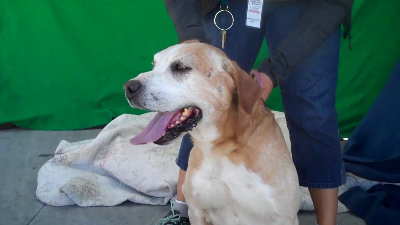 dog adoption mauritius A5242689 Mario | Labrador Retriever Mix