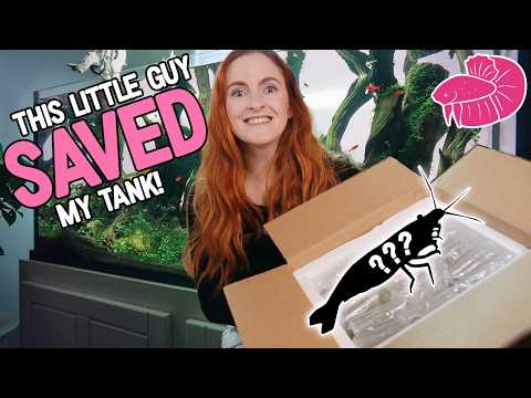 The Obscure Shrimp That Saved The Fangorn Forest Aquascape!