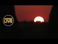 safariLIVE - Sunset Safari - May 12, 2019