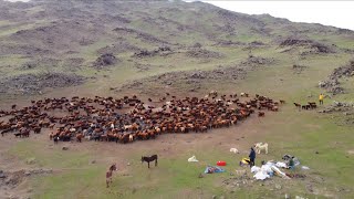 DAĞDA İLK GECEMİZDE KURT SALDIRDI