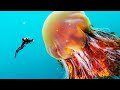La medusa mas grande del mundo [La medusa melena de leon]