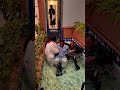 Pastor almost dies tryin to do a baptism. shot by @KWelchVisuals #funny #memes #comedy