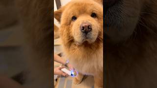 How I trim my Chow Chow's nails #chowchow #doggrooming