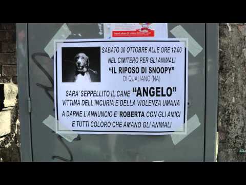 Angelo cane seviziato Napoli