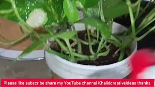How to make Raw milk fertilizer - Khalidcreativeideas - money plants