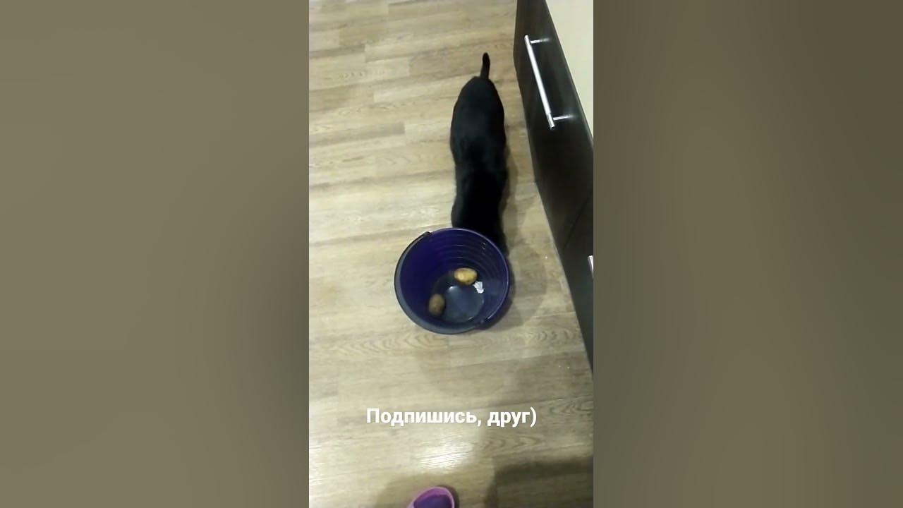 Кот игроман - YouTube