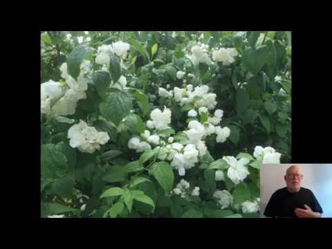 Video: Forskellen Mellem Blomstrende Og Ikke-blomstrende Planter