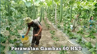 Maintenance of gambas/oyong, age 60 HST, owned by Mr. Saragih.