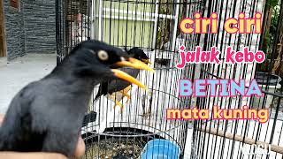 ciri ciri jalak kebo betina mata kuning