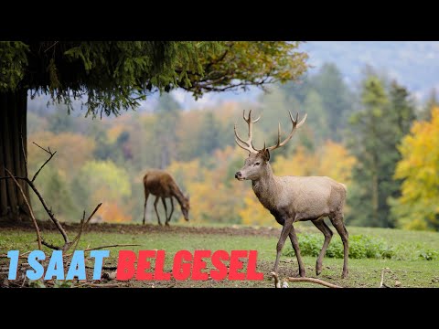 1 Saatlik Belgesel