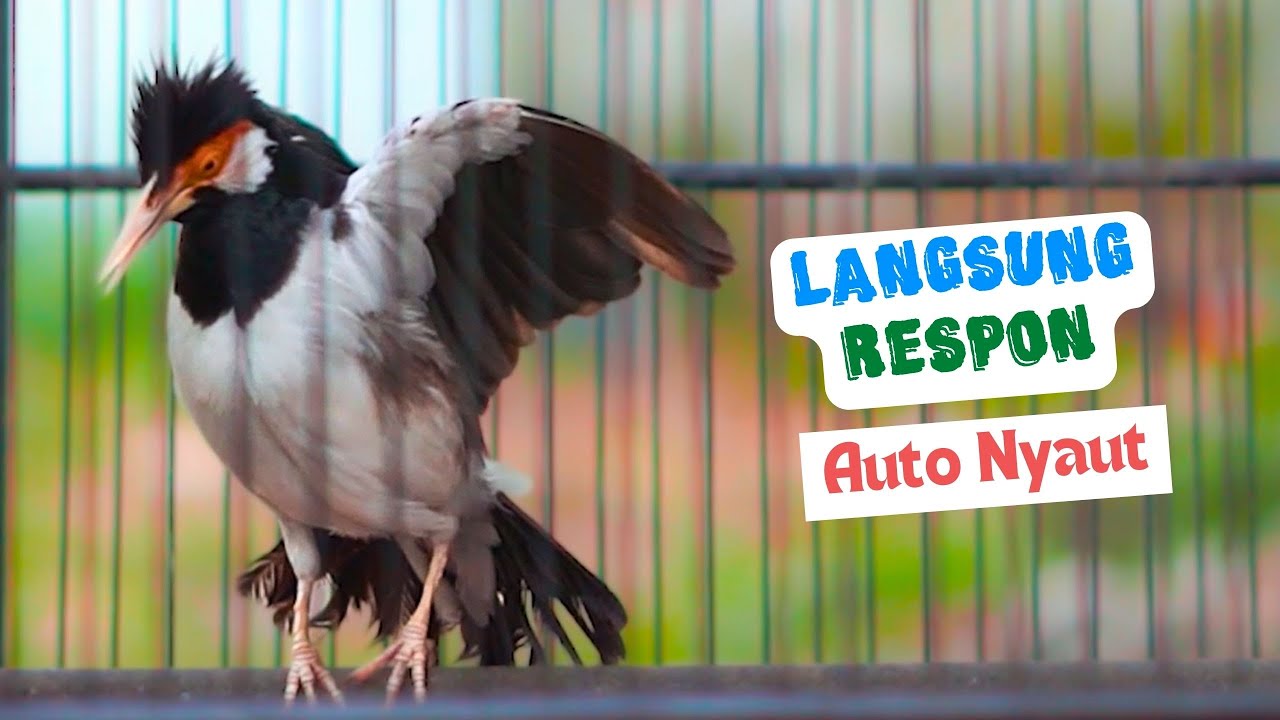 Jalak Suren Gacor Mompa Ini Cepat Buat Jalak Yang Dengar Langsung Emosi Mau Nyaut