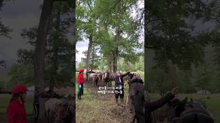 몽골마 묶어두기- 정말 가만히 있네^^ #몽골여행 #몽골승마  #horse #mongolia