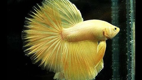 7 Điều Kiêng Kỵ Khi Đặt Bể Cá Cảnh Trong Nhà không phải ai cũng biết ✔