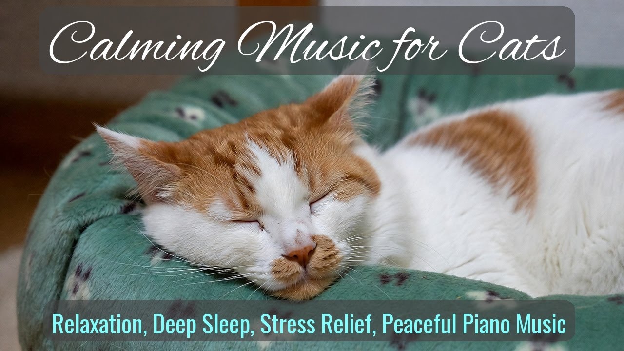 Calming Music for Cats - Relaxation, Deep Sleep, Stress Relief, Peaceful Piano Music | Season 72