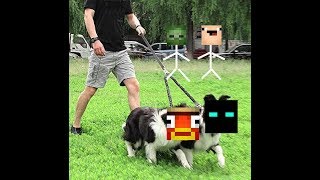 Destruição Of Knyra Ifishyy Exposed Strike Threats And Admitts To Cheating