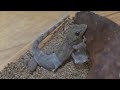 ヤモリの脱皮 Japanese Gecko Shedding