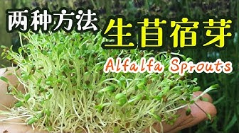 苜蓿芽 Youtube