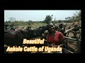 Ankole Unique Long Horns Cattle Of Uganda