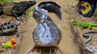 Wow! Tangkap ikan lele raksasa dalam lubang ada ikan hias, belut, ikan koi, ikan gabus, kura kura