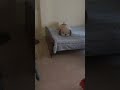 Magnetic Door Alarm (No Microcontroller)