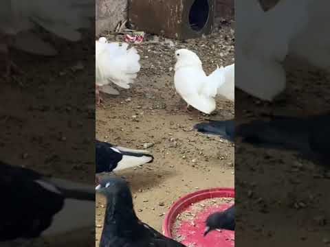 طائر الحمام الهزاز  