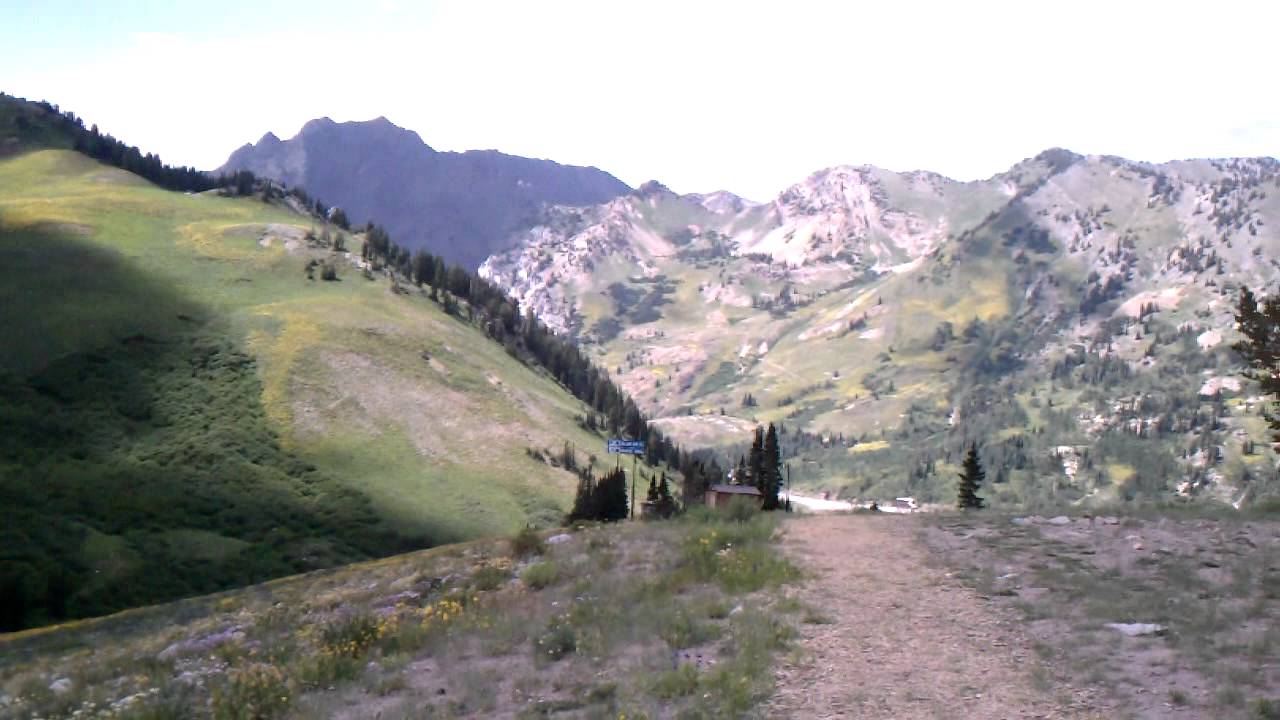 Mountain wildflowers. Albion Basin in Alta, Utah. YouTube