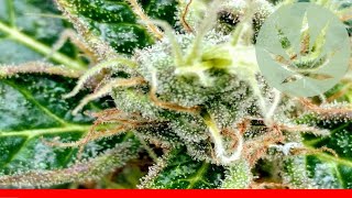 Buddha Tahoe - All About This Strain