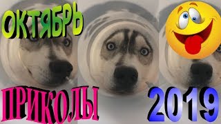 ПРИКОЛЫ 2019 САМЫЕ НОВЫЕ!!!!СМОТРЕТЬ ПРИКОЛЫ 2019!!!#14