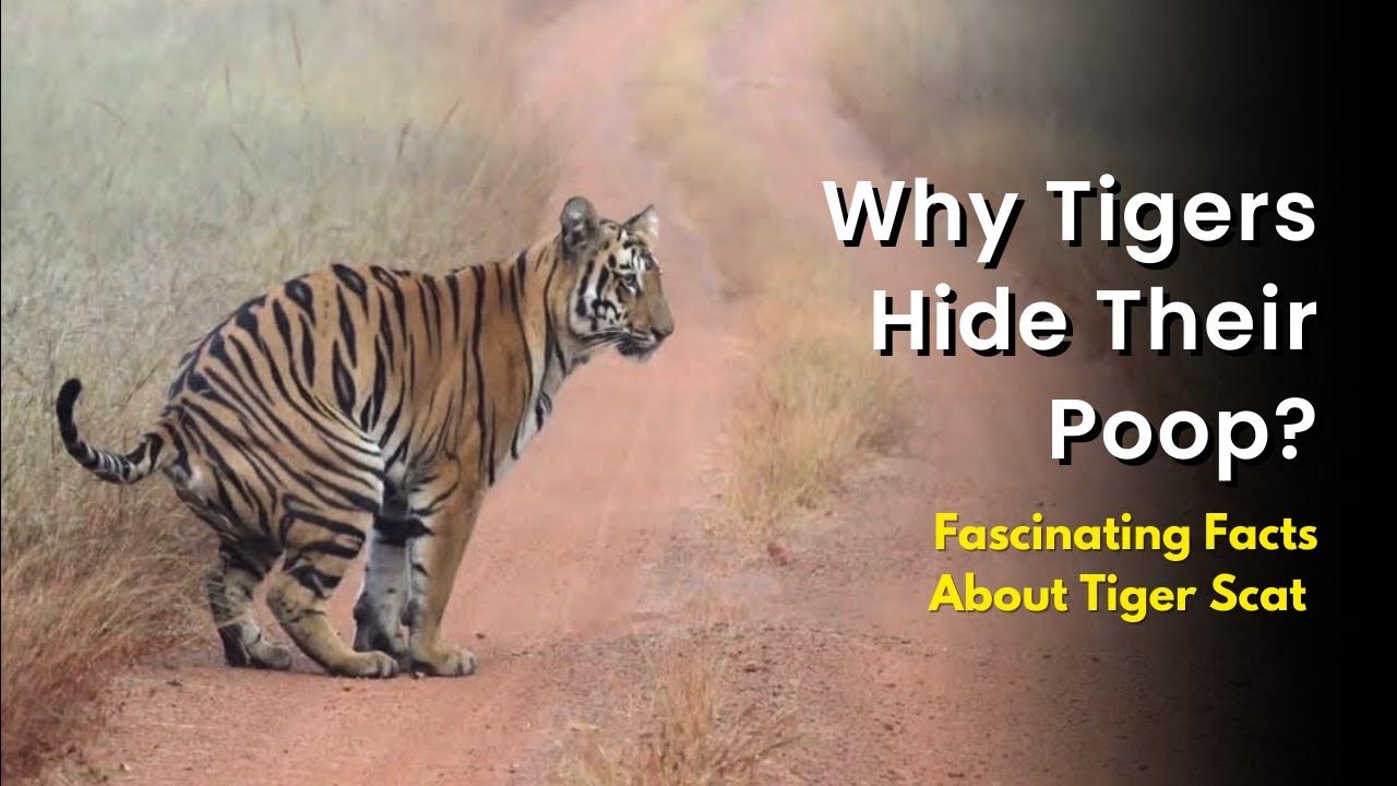 Tiger Poop Interesting Facts about Tiger Poop Why does a Tiger hide