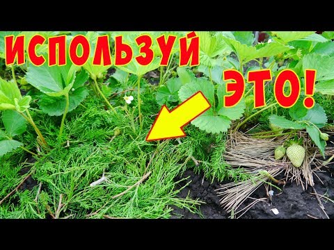 МУЛЬЧИРОВАНИЕ ХВОЕЙ / Мульча сосновая / Мульча из хвои