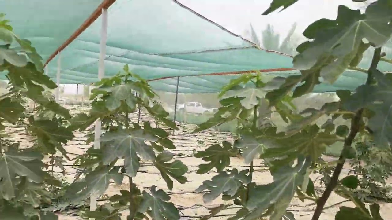 تين العبيد. الزراعة العضوية.