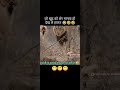 पत न क आग क ई श र नह ह त Viralvideo Funny Trending Comedy Lion Husband Wife Marriedlife