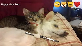 Funny Animal Videos | Funny Video of Animals | Part 164 @petcollective