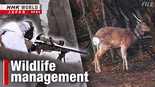 Japan's deer dilemma: striking a balanceーNHK WORLD-JAPAN NEWS