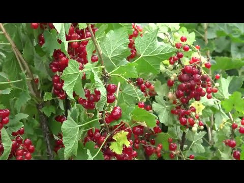 Video: Selecție De Arbuști și Plante Perene Pentru O Grădină Engleză