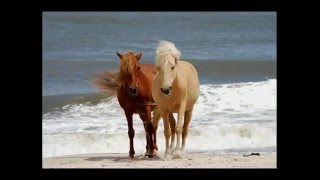 Breathtaking Horse Pictures - including Asateague ponies, Horses, colts