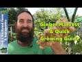 Ginger Harvest & Quick Ginger Growing Guide