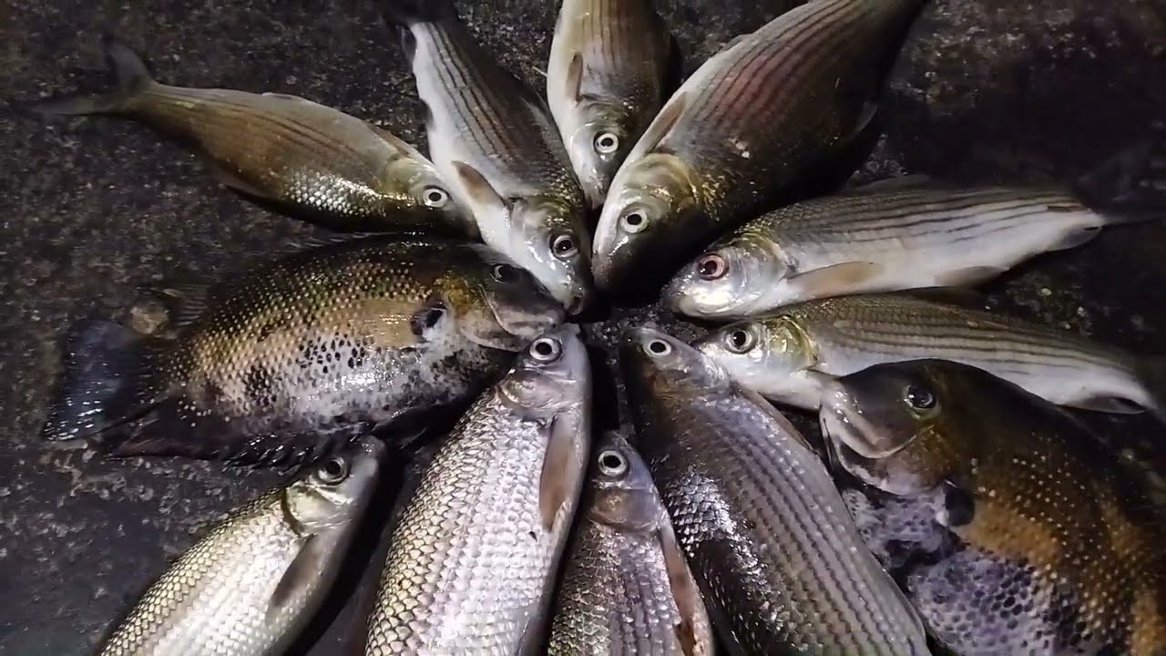 കറിക്കുളളതു൦ പൊരിക്കാനുളളതു൦ കിട്ടി/carp fishing #fishing #videos #longvideo 