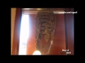 Ultimate time-lapse video of wasp nest