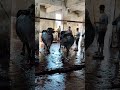 Slaughter house karachi shorts animals