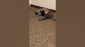 Cat playing with catnip toy #shorts #cat #catvideos