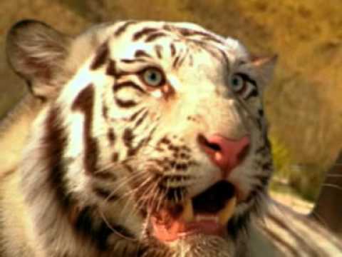 Prigat_Animal Planet