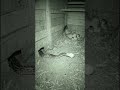 #snake #snackvideo #youtubeshorts #shorts