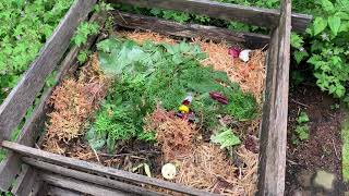 Thuja / Thujen Grnschnitt auf den Kompost geben oder nicht? Das solltet  ihr wissen! - YouTube
