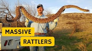 Massive Rattlesnakes Caught in Southwest Oklahoma