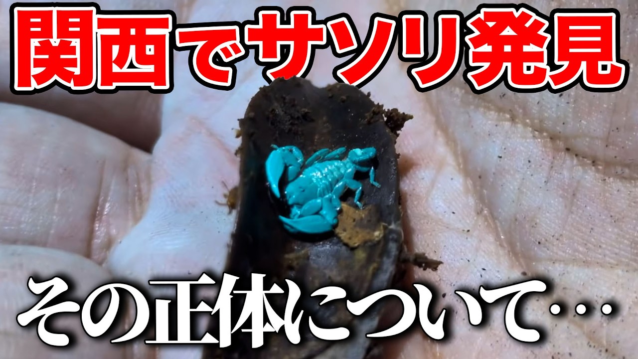 New Discovery] I found a scorpion in the Kansai region! - YouTube